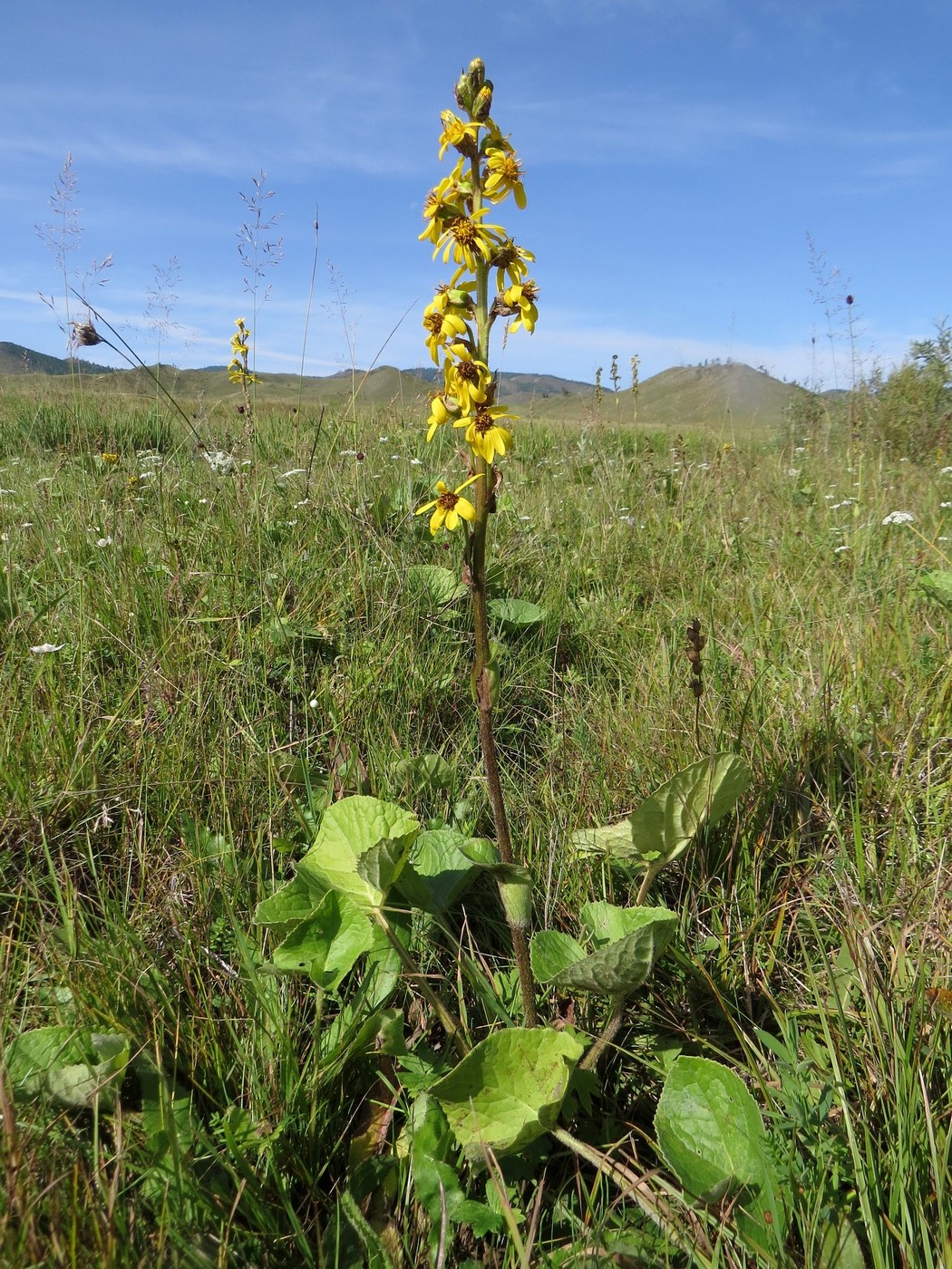 Image of Ligularia sibirica specimen.