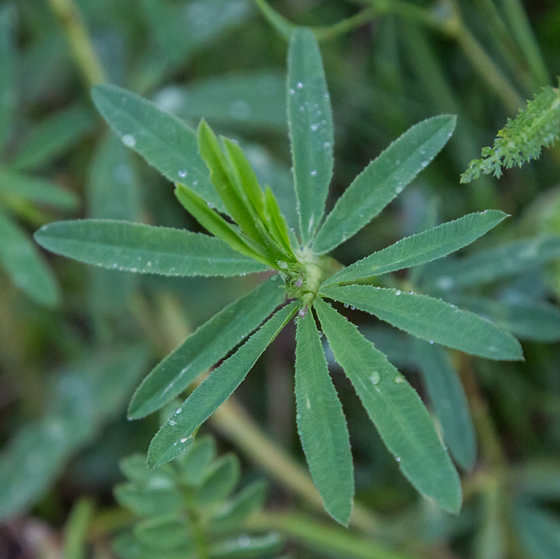 Image of Trifolium lupinaster specimen.