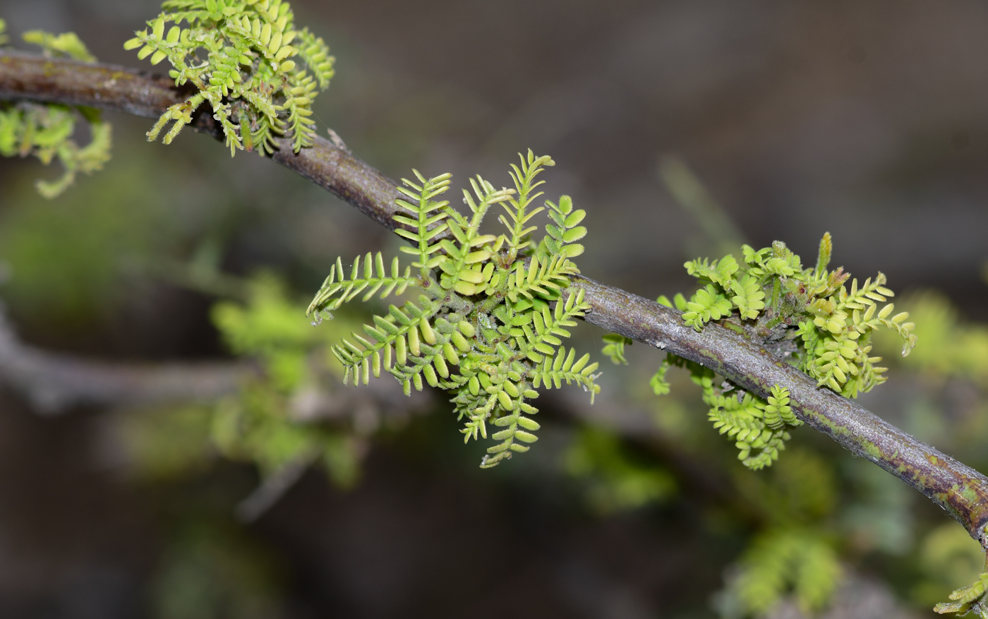 Image of Prosopis pallida specimen.