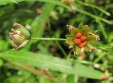 Stellaria holostea. Плоды. Архангельская обл., Вельский р-н, смешанный лес. 4 июля 2010 г.