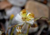 Tussilago farfara. Соплодие. Новгородская обл., берег оз. Ильмень, геологический памятник \"Ильменский глинт\", прибрежный галечник. 10.05.2019.