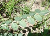 Astragalus platyphyllus