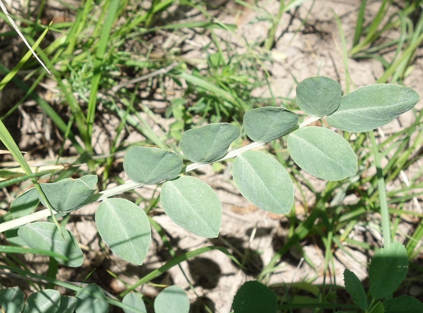 Изображение особи Astragalus platyphyllus.