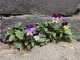 Viola tricolor. Цветущие растения. Краснодарский край, г. Краснодар, самосев в щели отмостки здания. 25.03.2020.