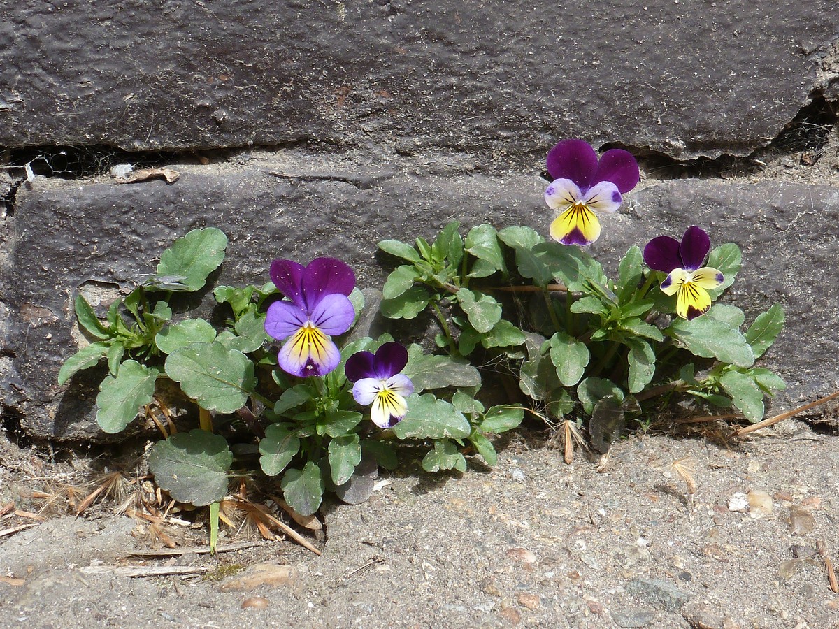 Изображение особи Viola tricolor.