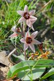 Rhinopetalum stenantherum