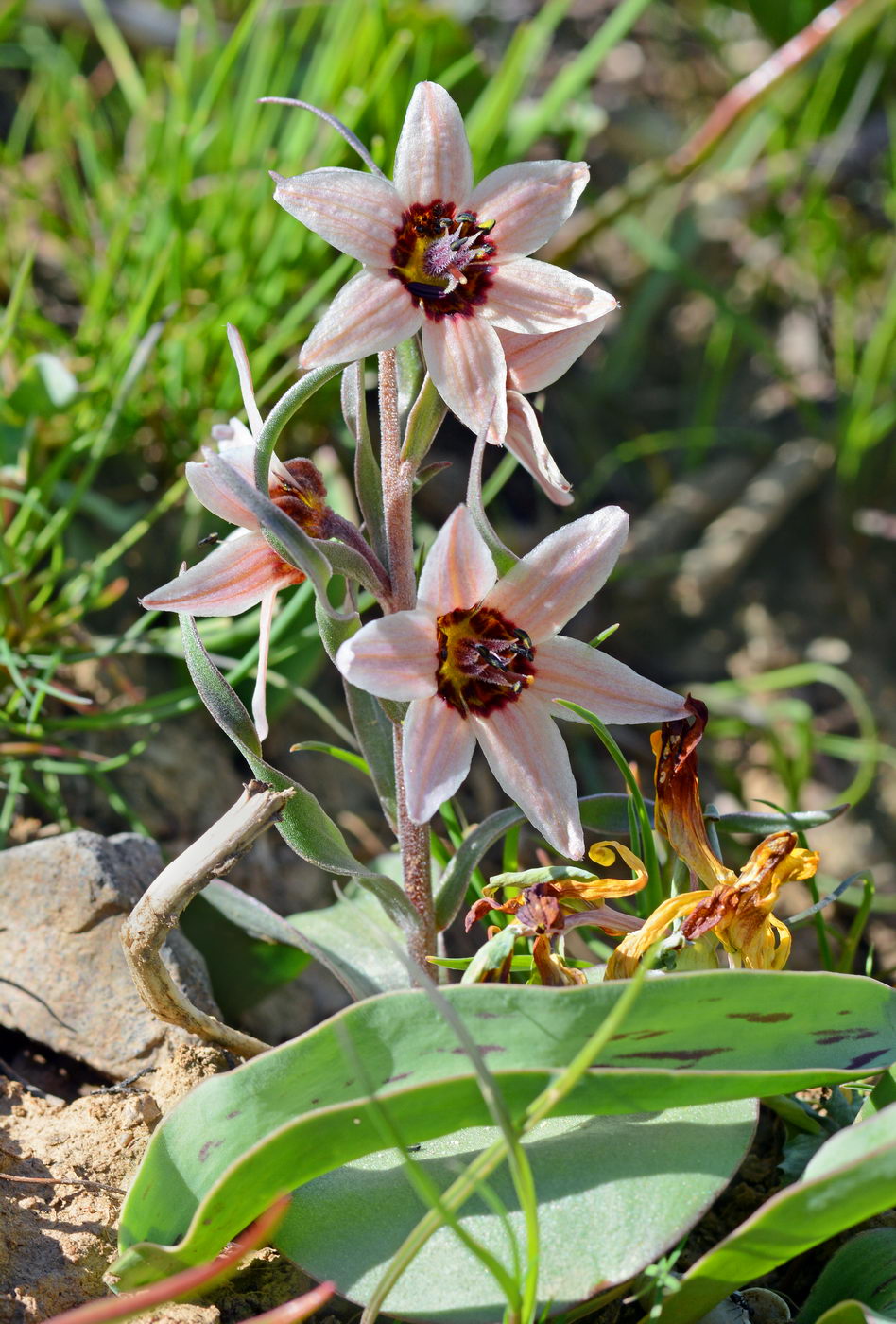 Изображение особи Rhinopetalum stenantherum.