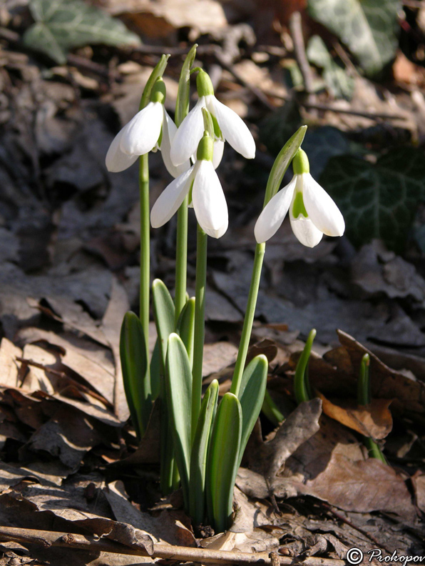 Изображение особи Galanthus plicatus.