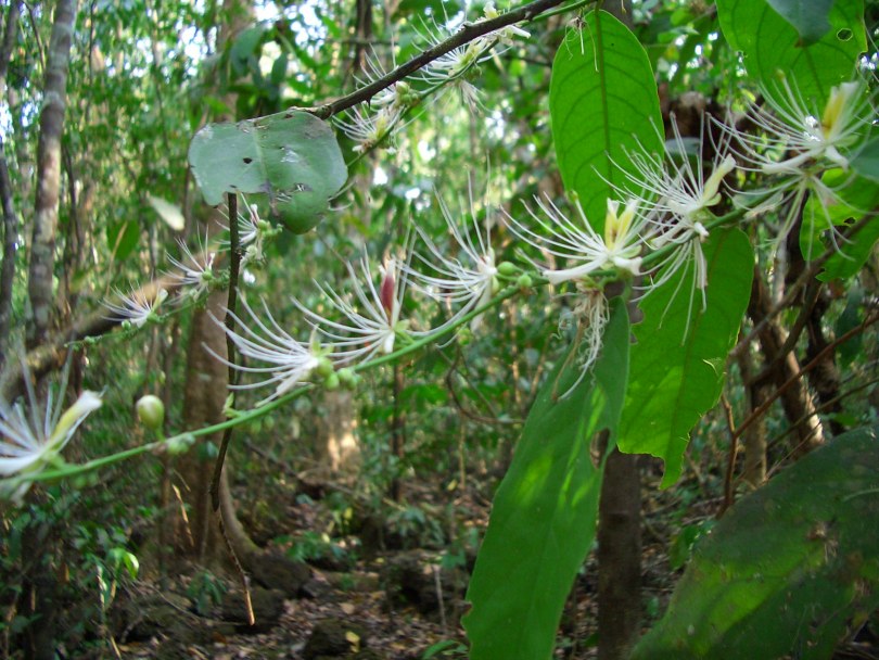 Image of Capparis micracantha specimen.