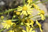 Senecio inaequidens