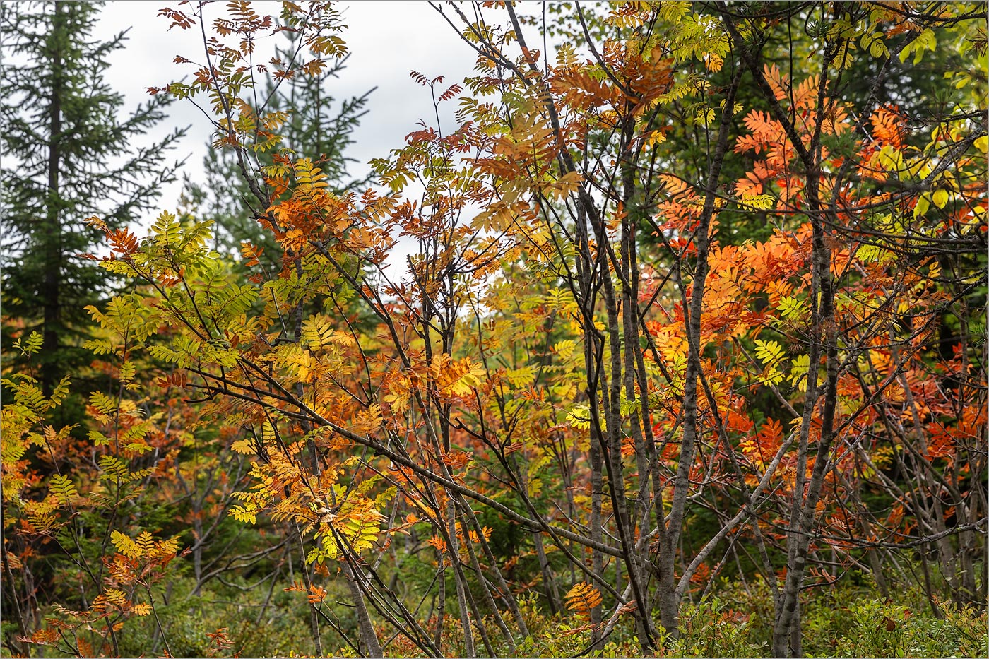 Изображение особи Sorbus aucuparia.