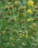 Artemisia rupestris. Верхушки побегов с соцветиями. Алтай, плоскогорье Укок, Джумалинские ключи (выс. около 2400 м н.у.м.). 22.07.2010.