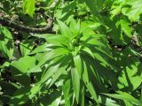 Lilium monadelphum