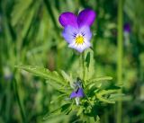 Viola tricolor