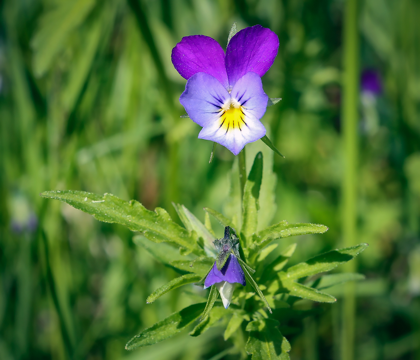 Изображение особи Viola tricolor.