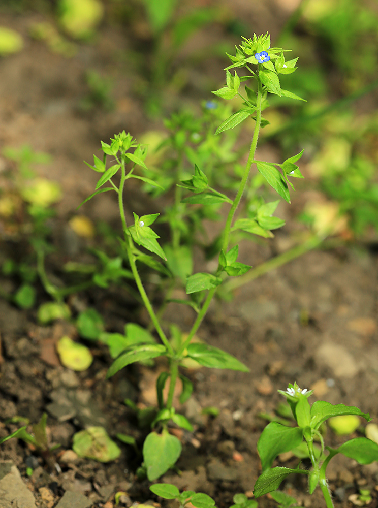 Изображение особи Veronica biloba.