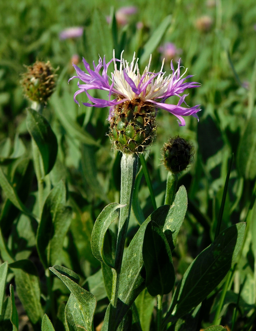 Image of Phalacrachena inuloides specimen.