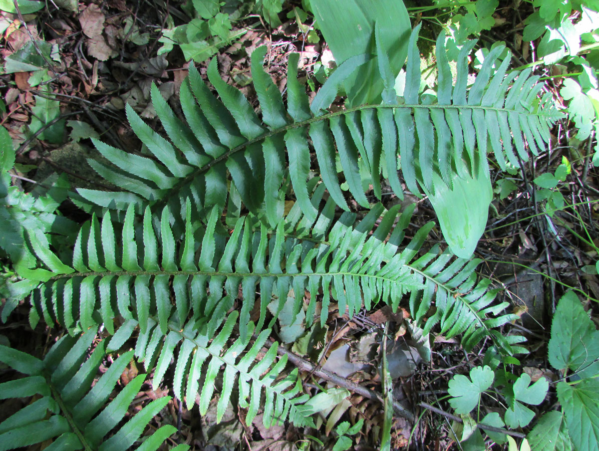 Изображение особи Polystichum munitum.