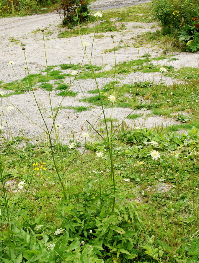 Image of Cephalaria gigantea specimen.