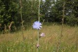 Cichorium intybus