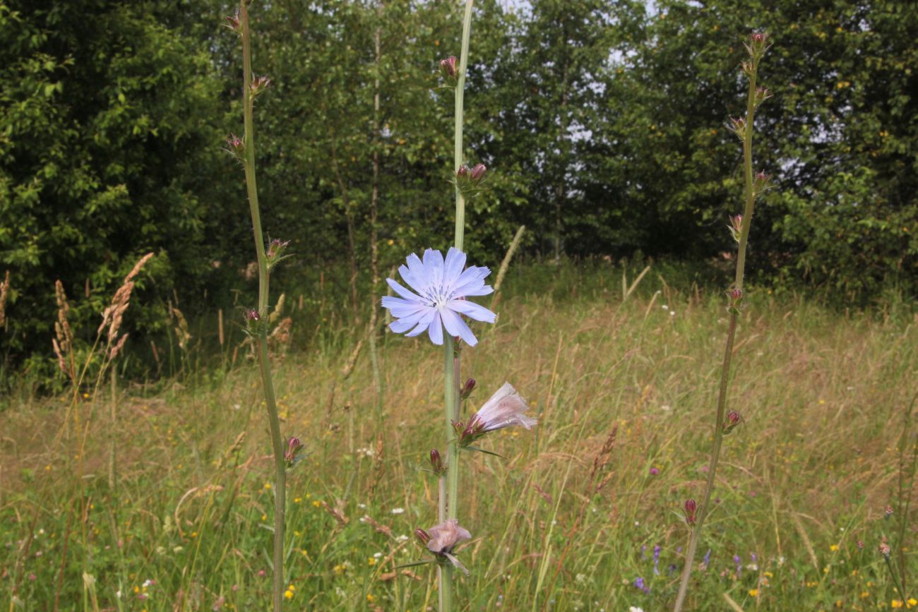 Image of Cichorium intybus specimen.