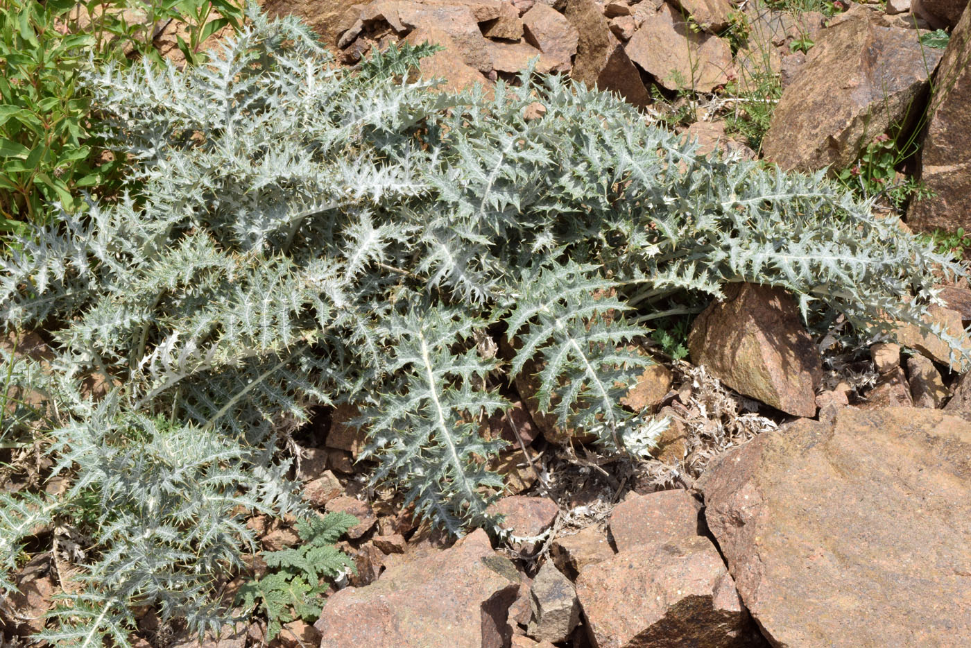 Изображение особи Cousinia egregia.