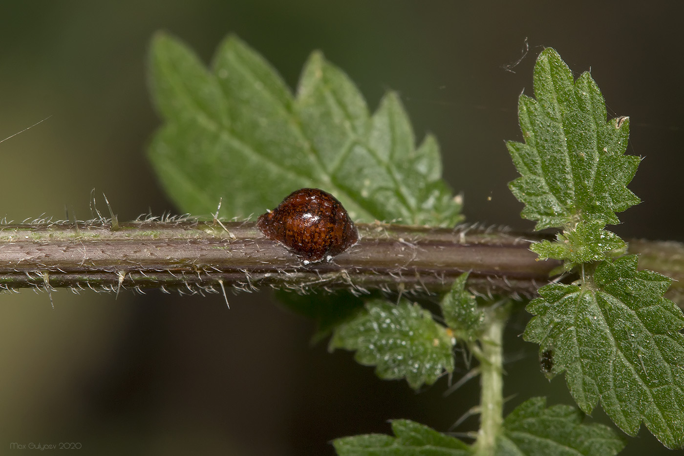 Image of genus Urtica specimen.