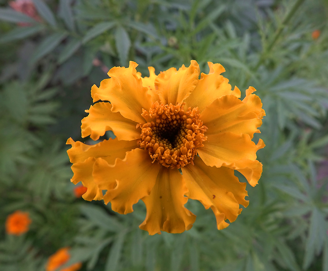 Изображение особи Tagetes erecta.