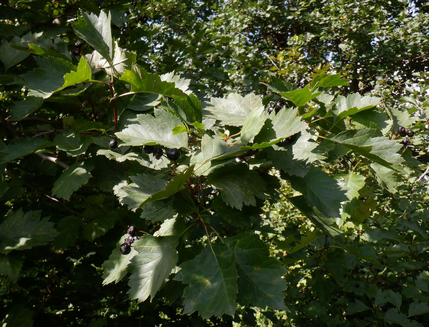 Изображение особи род Crataegus.