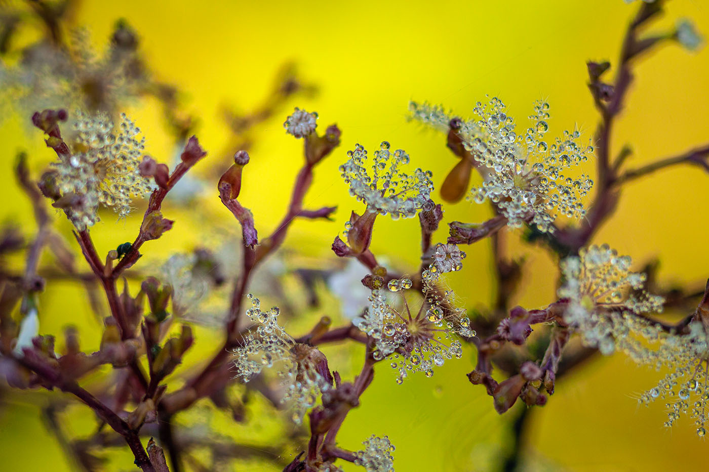 Image of genus Valeriana specimen.