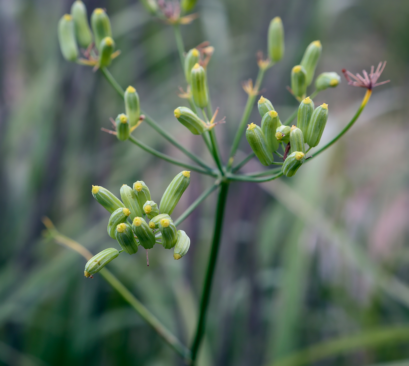 Image of Foeniculum vulgare specimen.