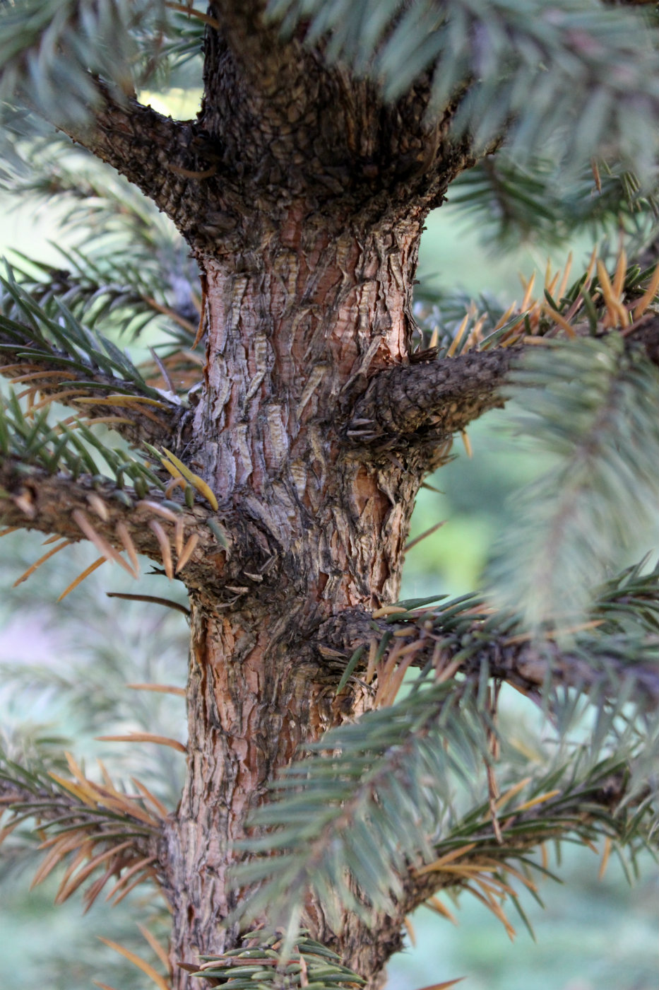 Image of Picea retroflexa specimen.