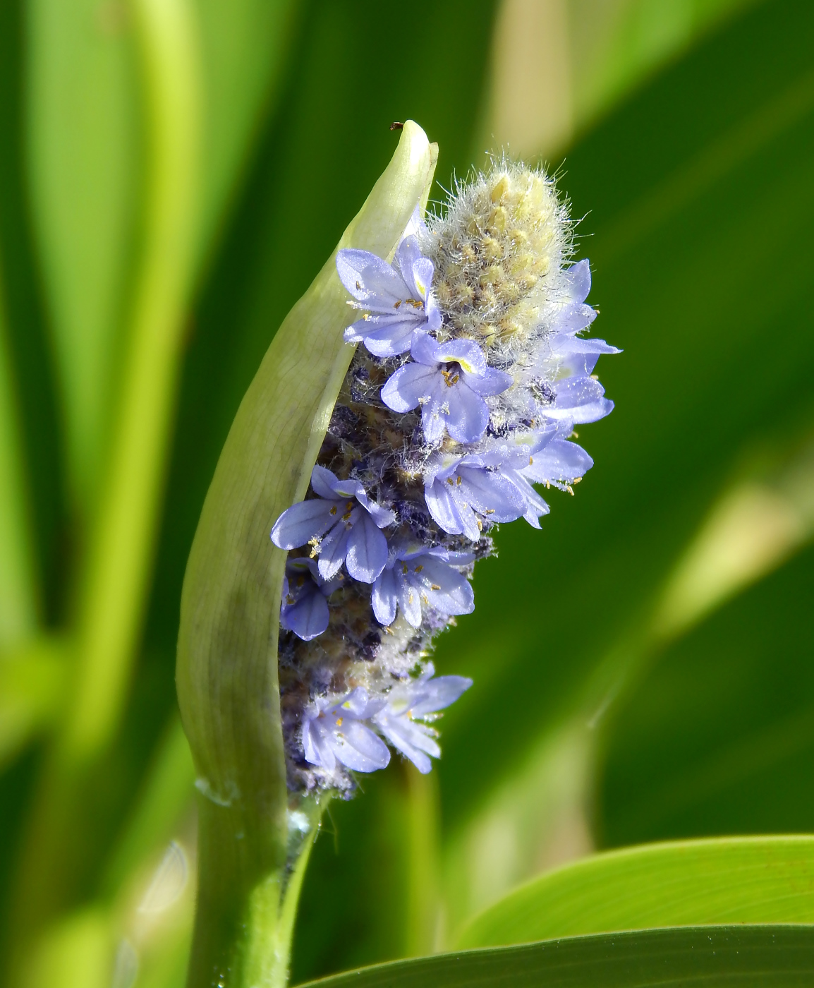 Image of Pontederia cordata specimen.