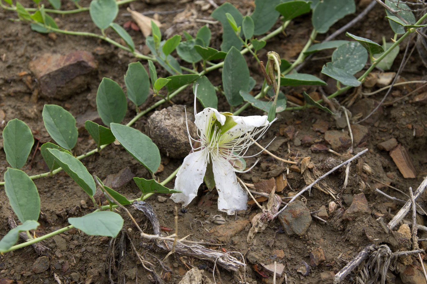 Image of Capparis herbacea specimen.