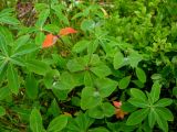 Euphorbia ambukensis. Верхняя часть плодоносящего растения. Красноярский край, парк \"Ергаки\", берег Ойского озера, кедрово-пихтовое редколесье. 03.08.2009.