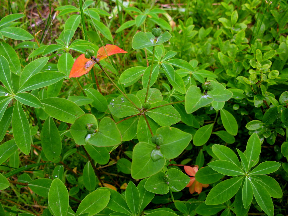 Image of Euphorbia ambukensis specimen.