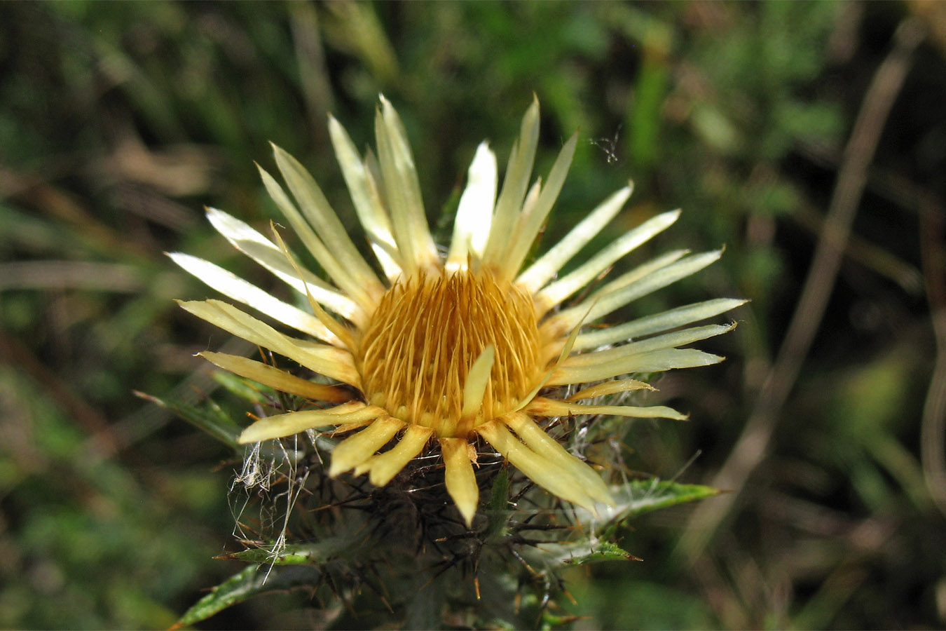 Изображение особи Carlina intermedia.