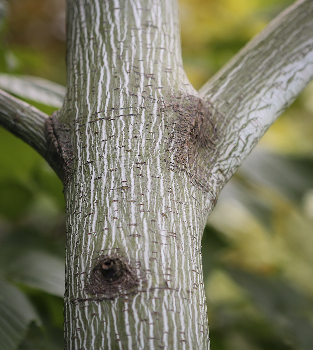 Image of Acer pensylvanicum specimen.