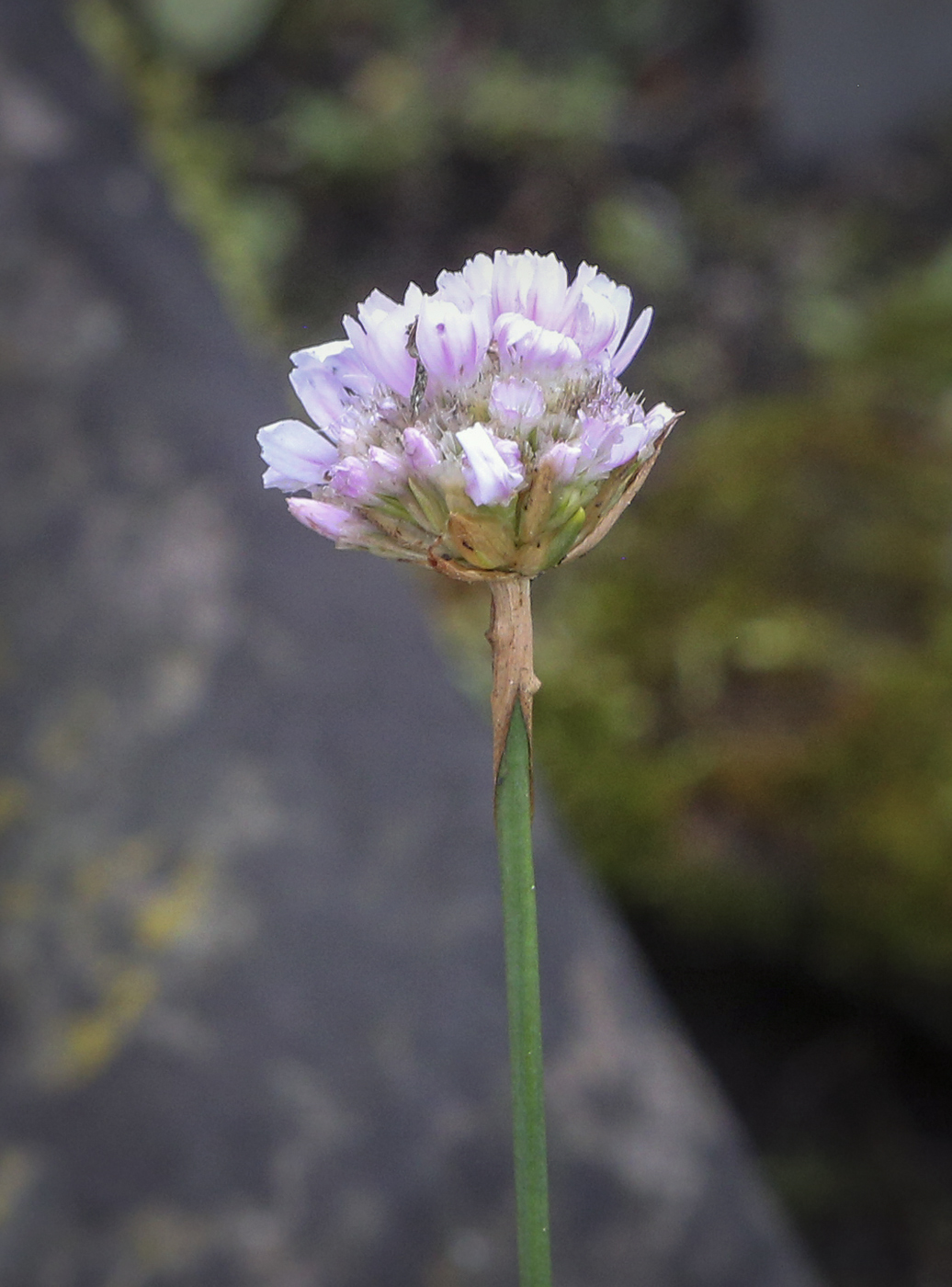 Изображение особи род Armeria.