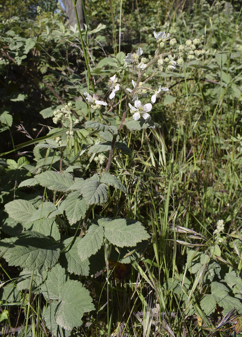 Image of Rubus canescens specimen.