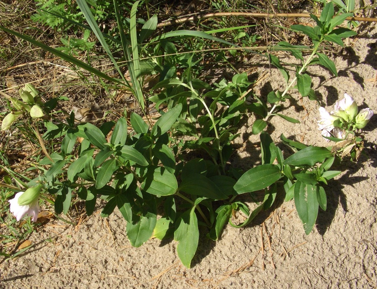 Image of Saponaria officinalis f. pleniflora specimen.