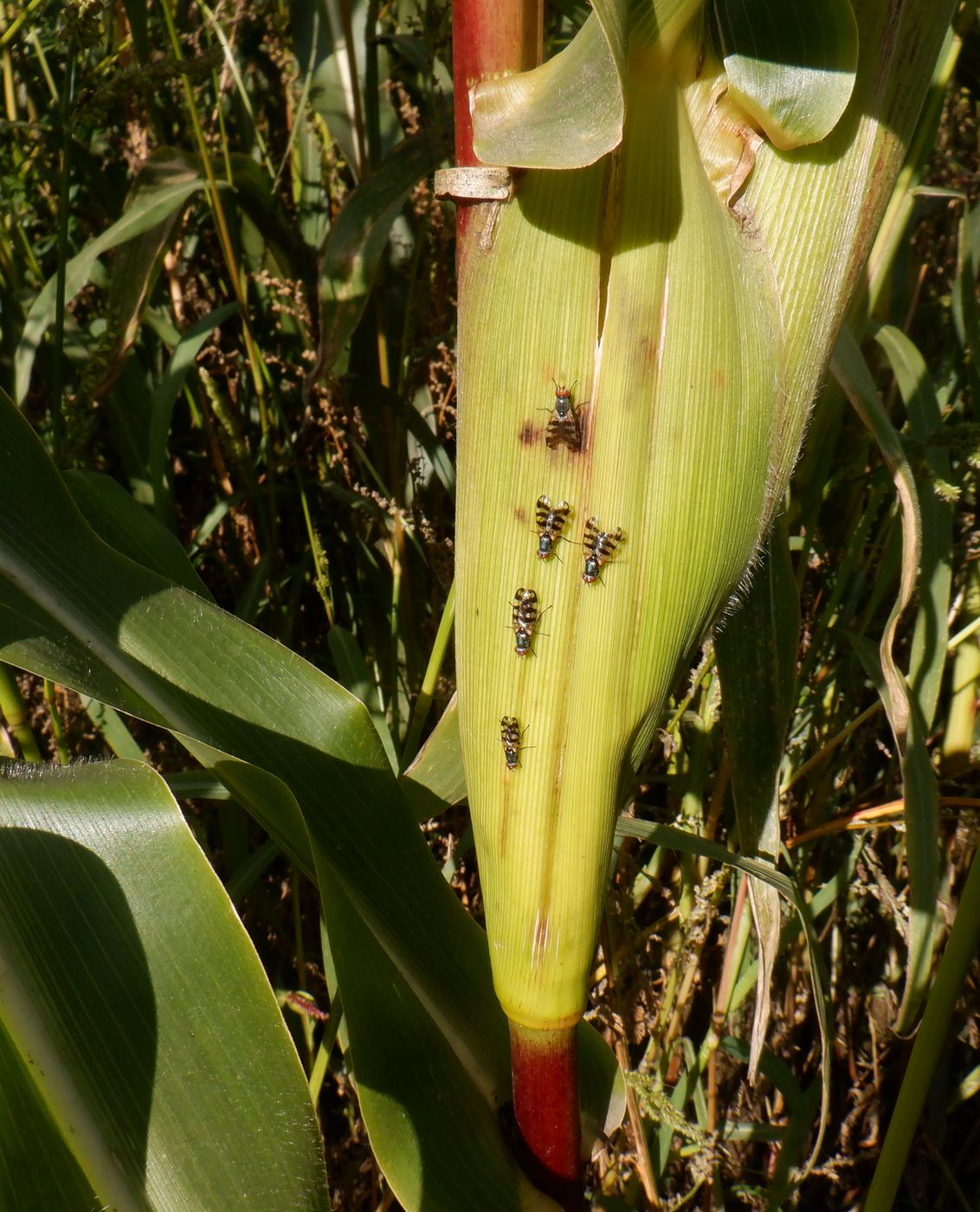 Image of Zea mays specimen.