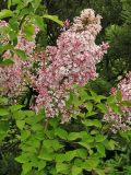 Syringa meyeri