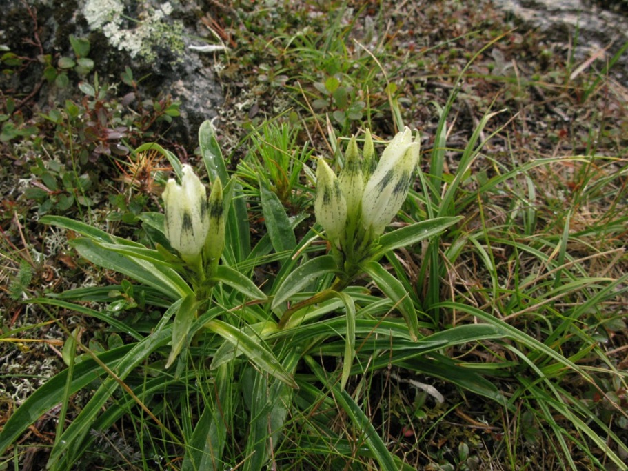 Изображение особи Gentiana algida.