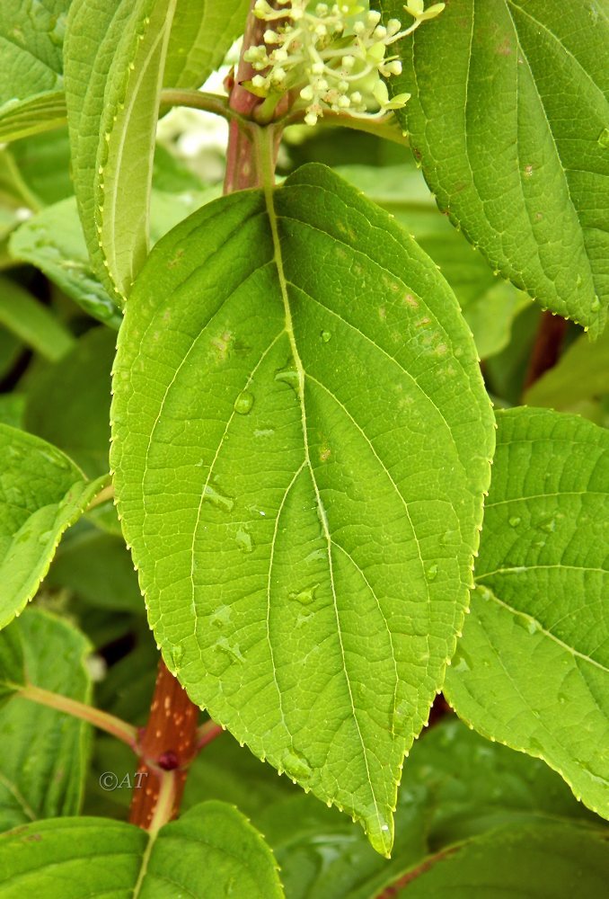 Изображение особи Hydrangea paniculata.