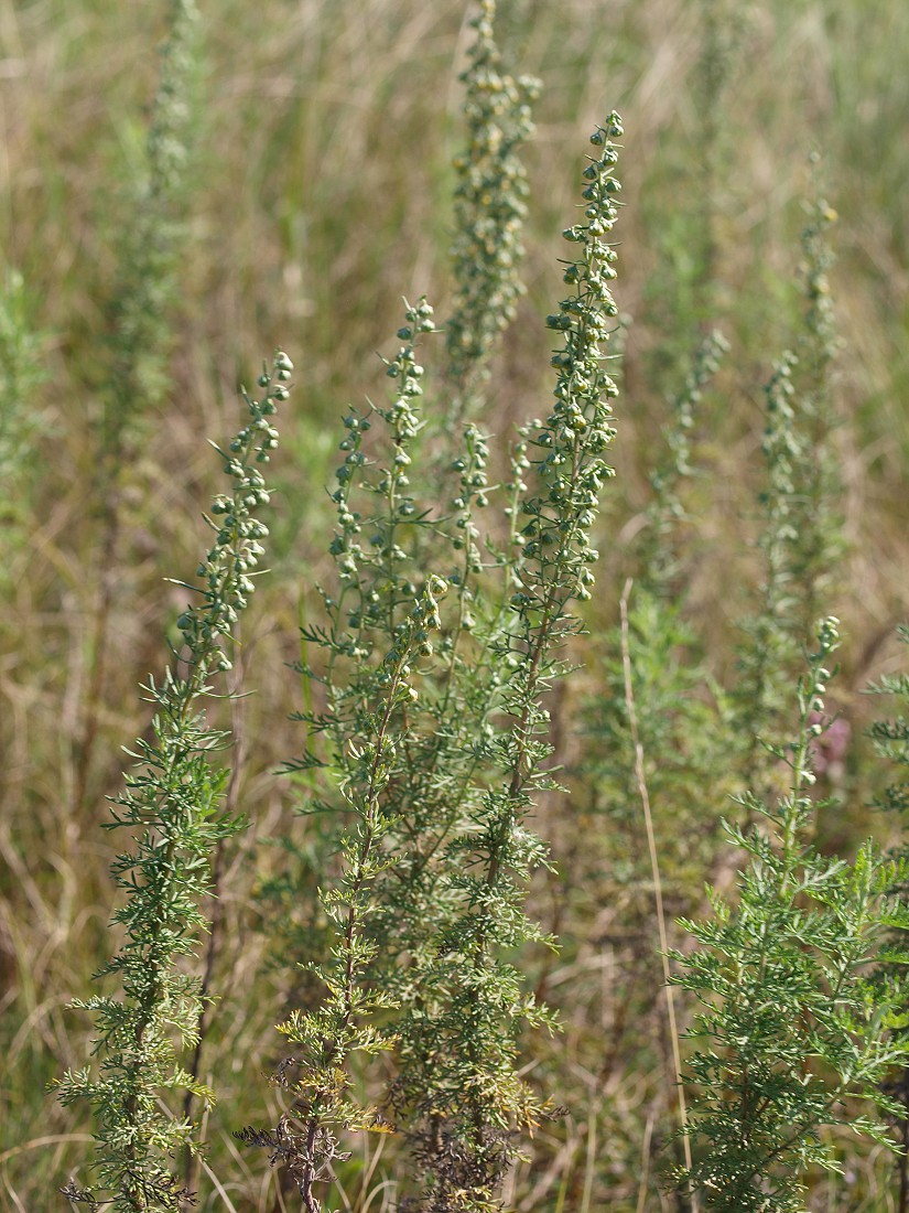 Image of Artemisia pontica specimen.