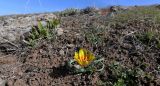 Tulipa korolkowii