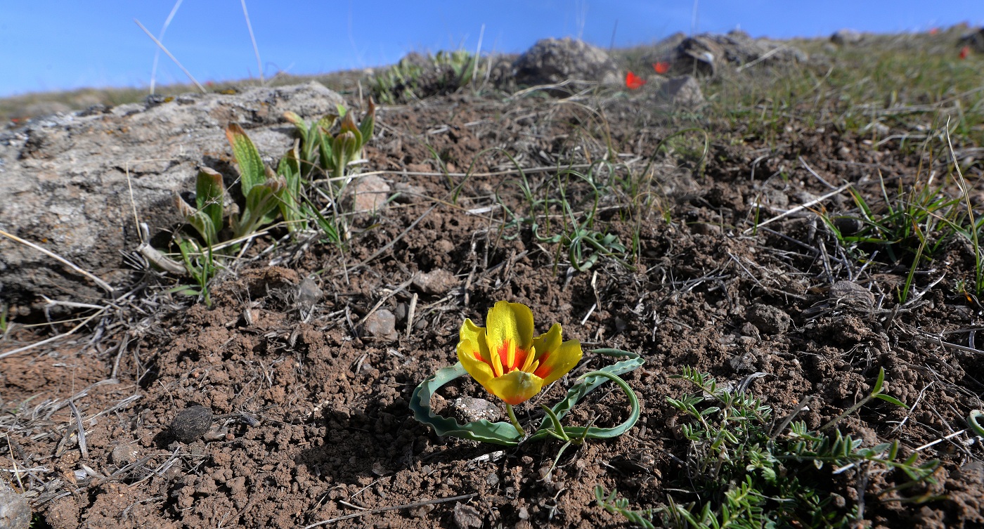 Изображение особи Tulipa korolkowii.