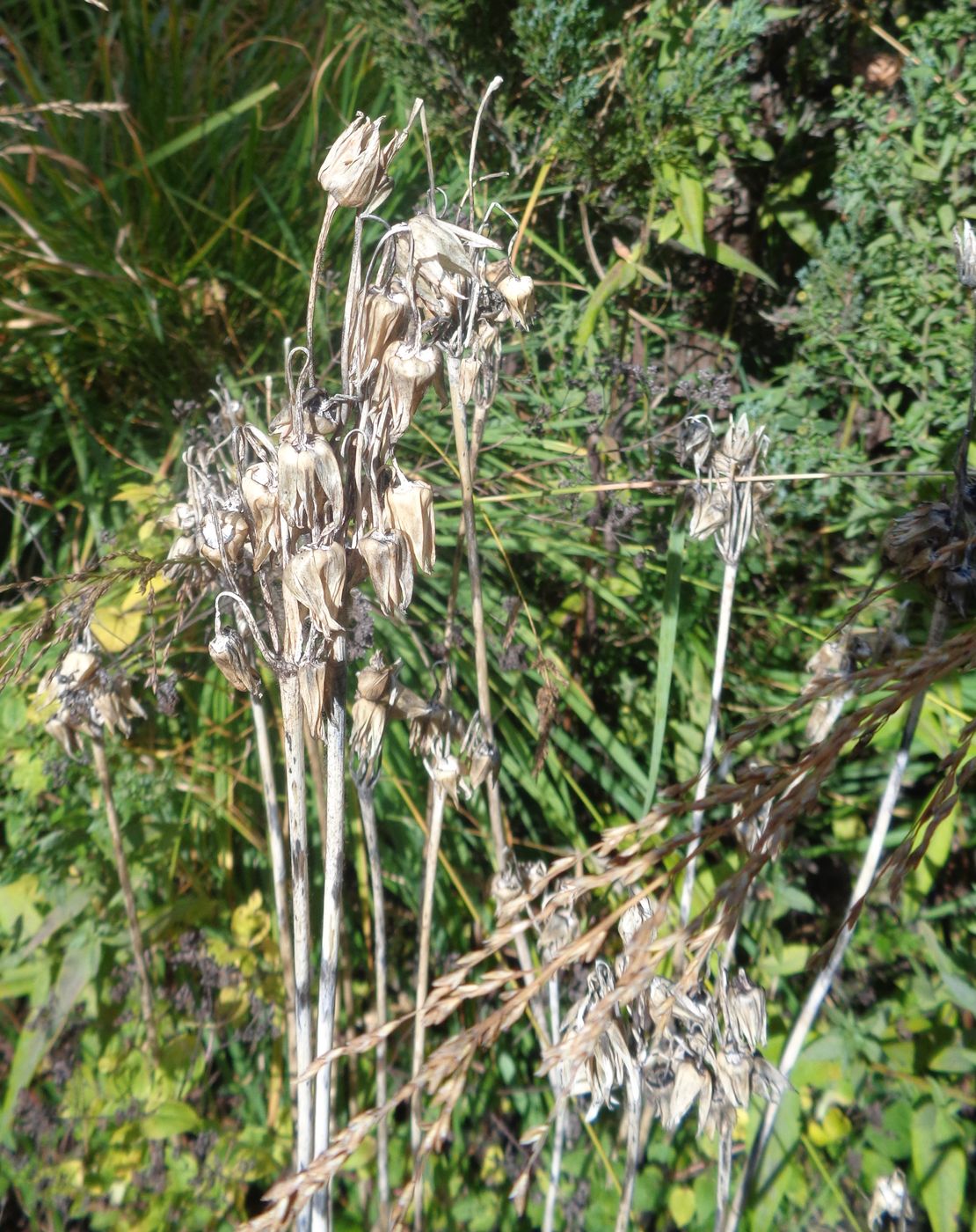 Image of genus Nectaroscordum specimen.