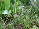 Tulipa humilis. Зацветающие растения (сорт 'Persian Pearl'). Краснодарский край, г. Усть-Лабинск, на приусадебном участке. 11.04.2021.